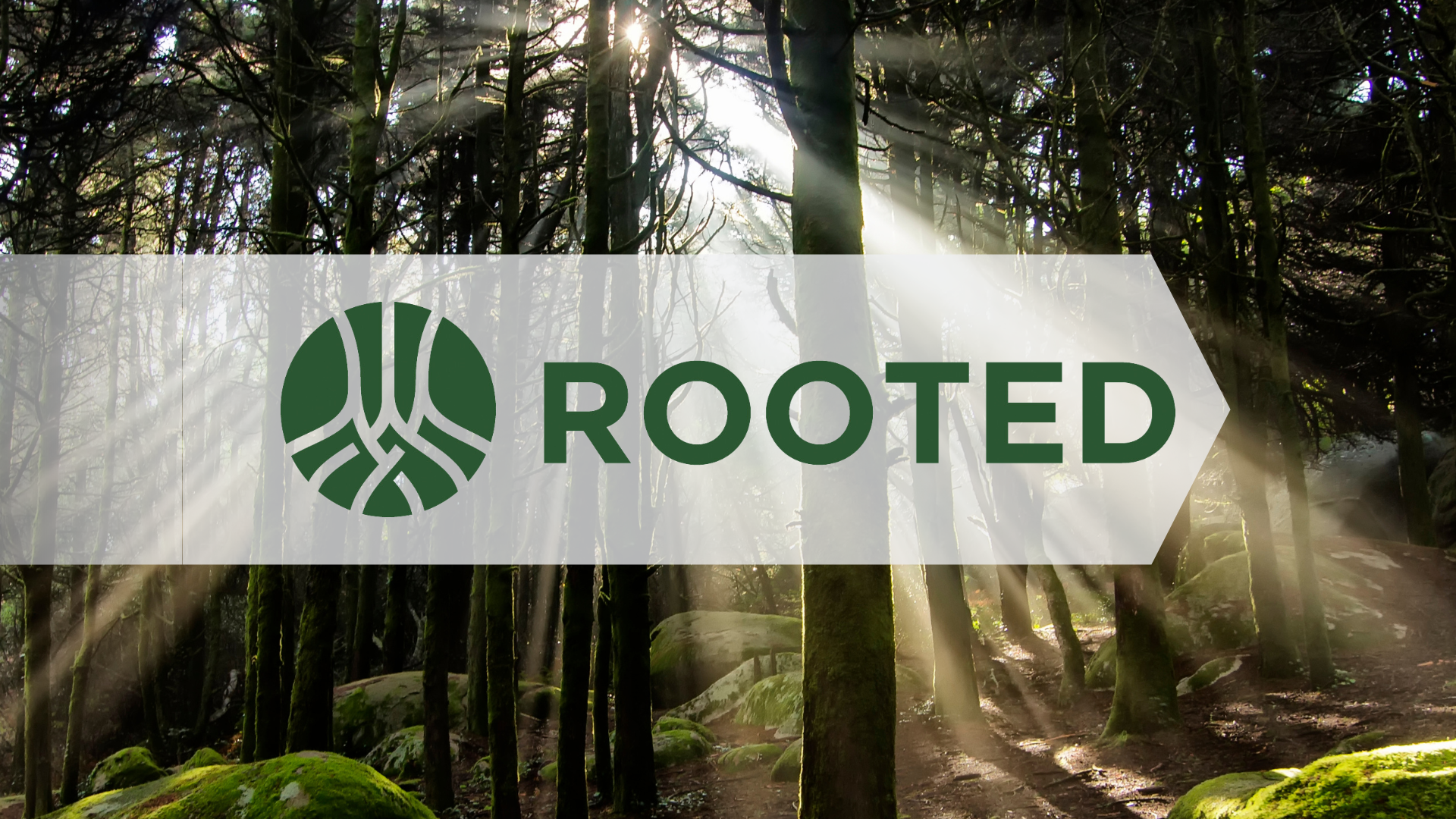 Featured image for ROOTED